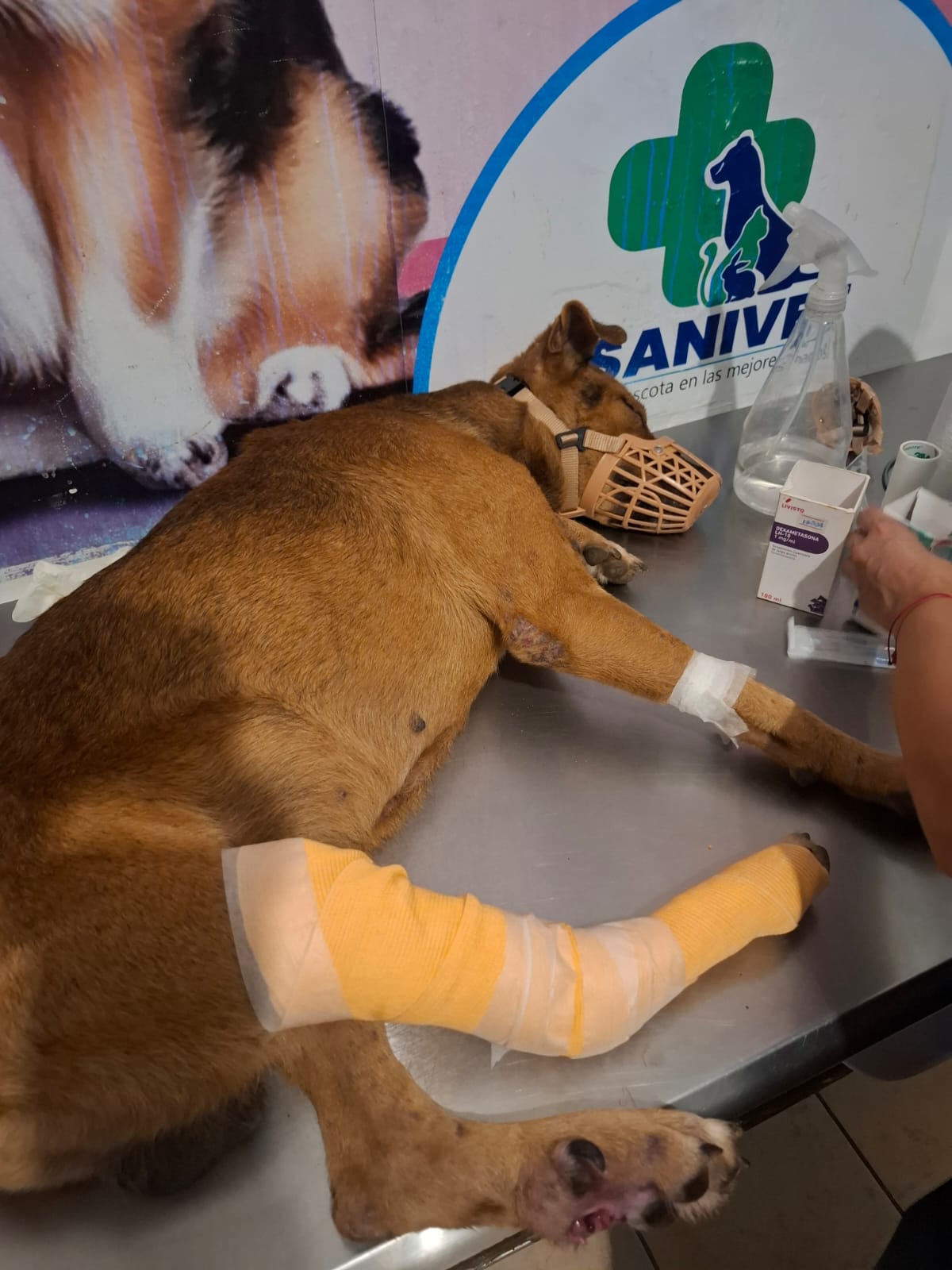 Cuto recibiendo atención veterinaria después de ser atropellado
