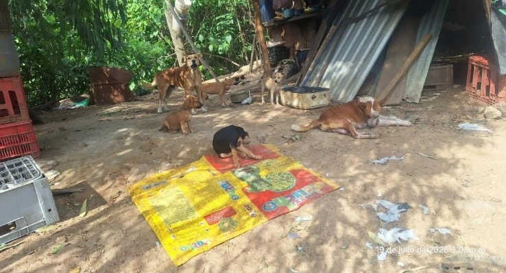 Rescate de cachorros en Los Chorros