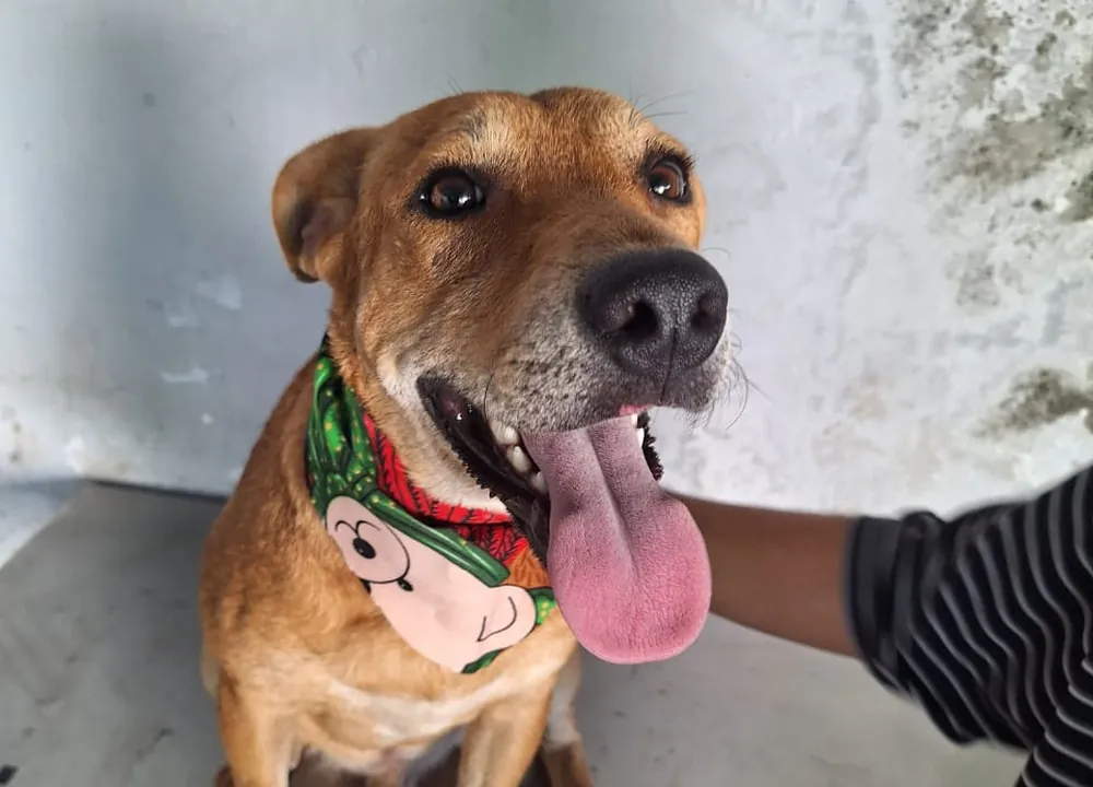 Bruno, cachorro esterilizado disponible para adopción responsable en Paraíso 503
