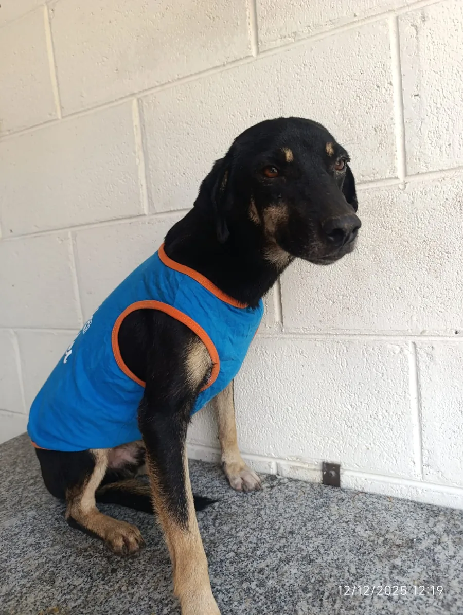 Coco, perro adulto esterilizado disponible para adopción responsable en Paraíso 503