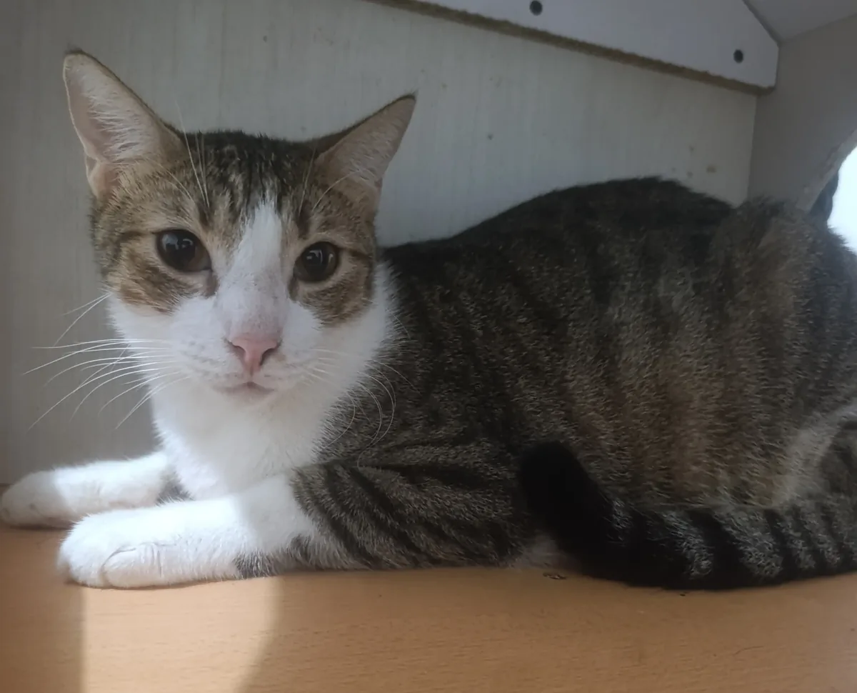 Tom, gato atigrado disponible para adopción responsable en Paraíso 503
