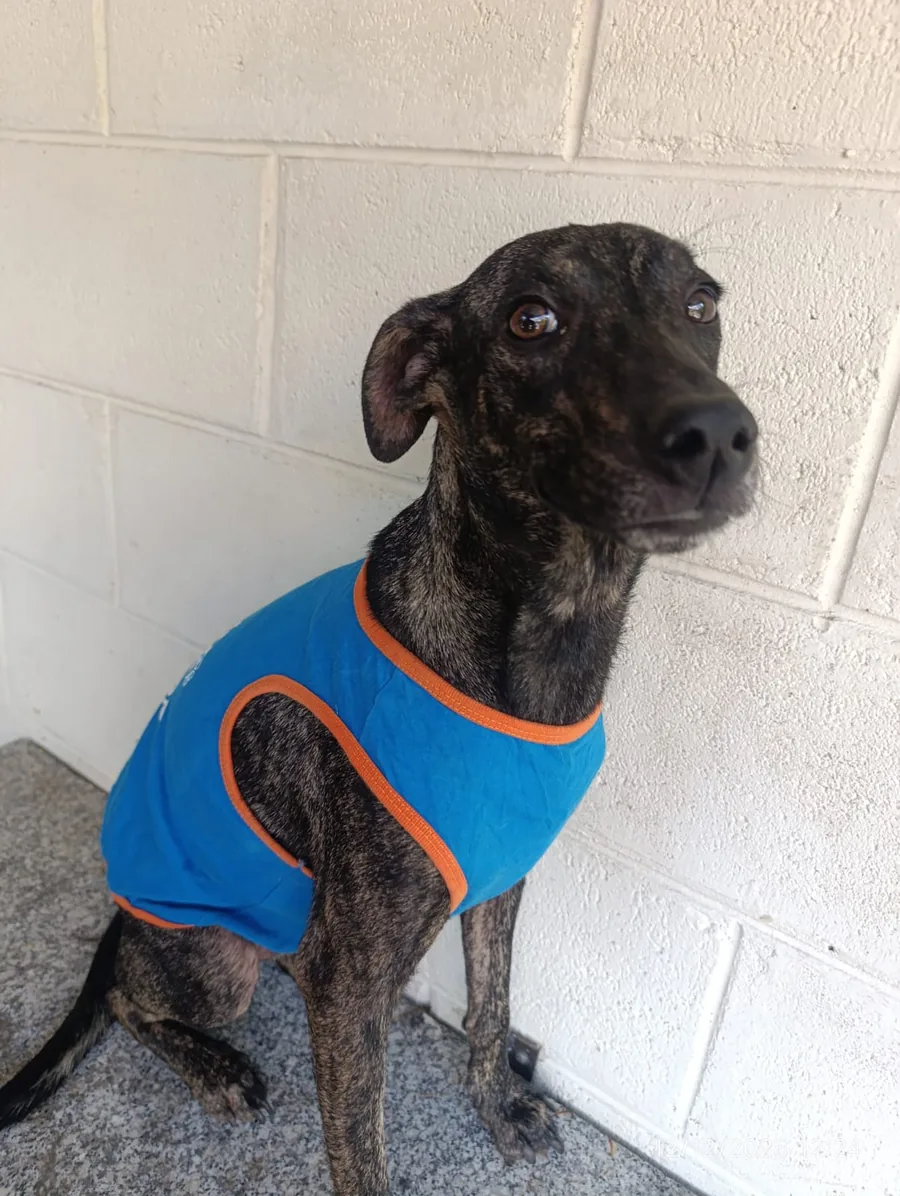 Jack, perro adulto esterilizado disponible para adopción responsable en Paraíso 503