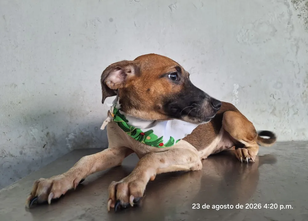 Kira, cachorra disponible para adopción responsable en Paraíso 503
