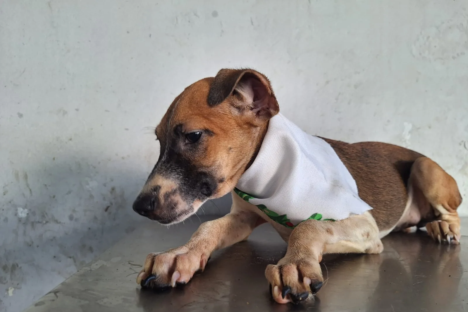 Kira, fotografía 2
