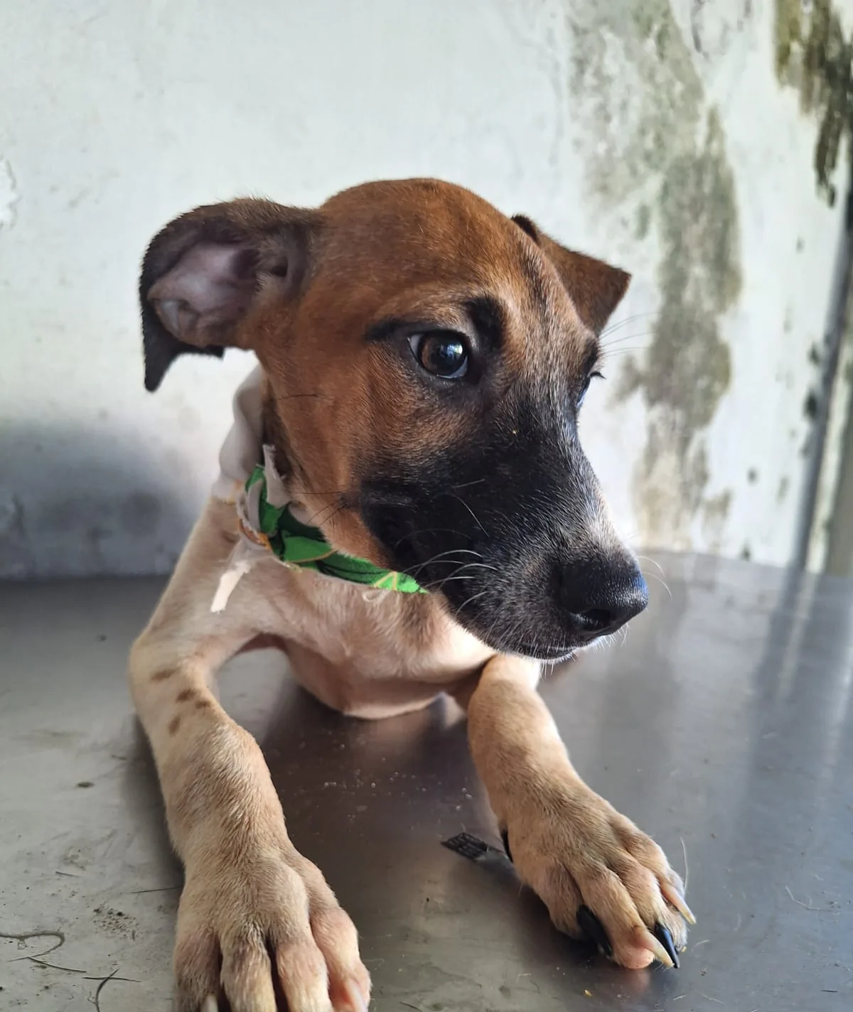 Kira, fotografía 3