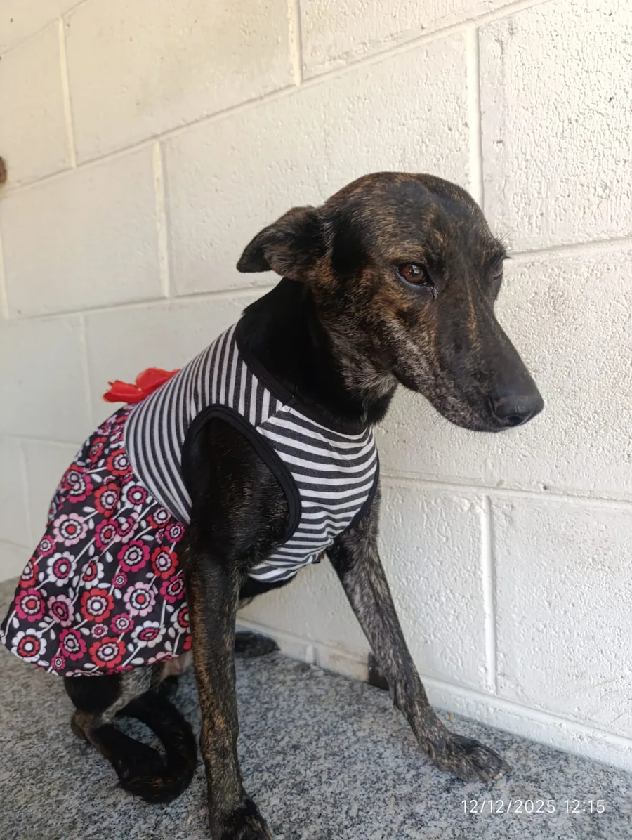 Lola, perrita adulta esterilizada disponible para adopción responsable en Paraíso 503
