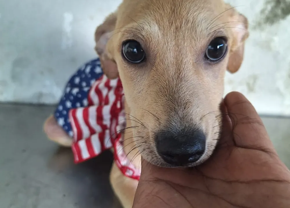 Mía, cachorra disponible para adopción responsable en Paraíso 503