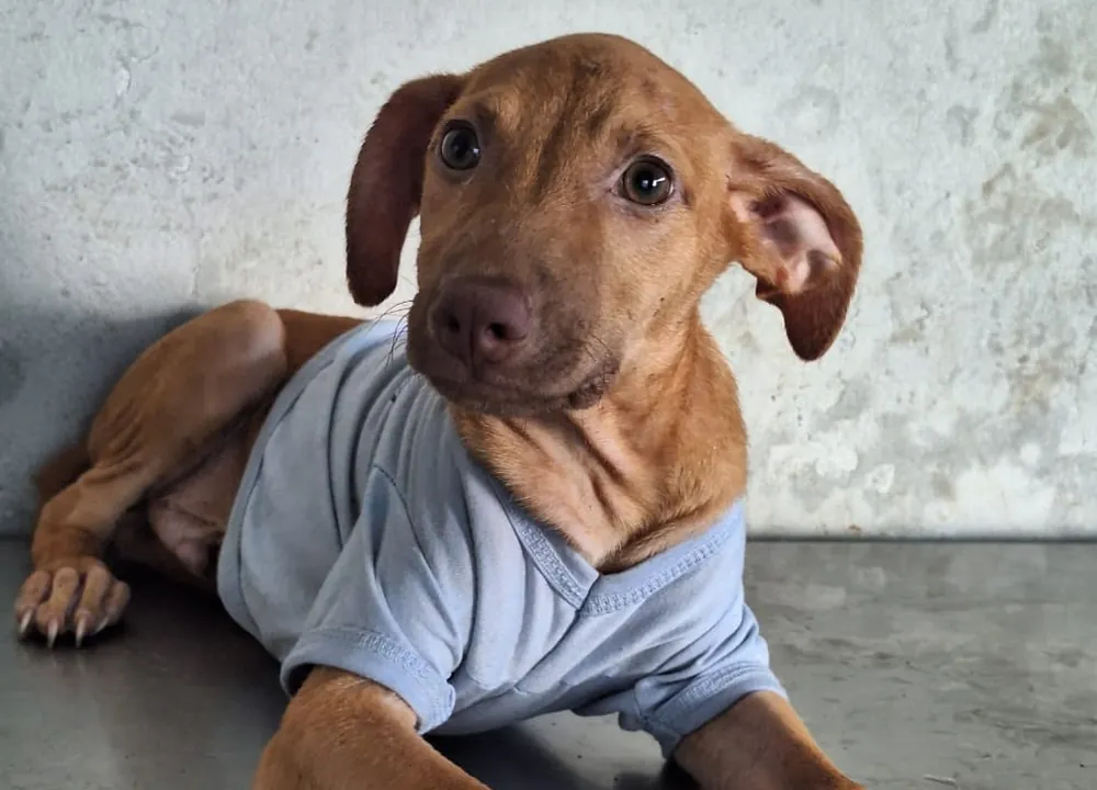 Milo, cachorro disponible para adopción responsable en Paraíso 503
