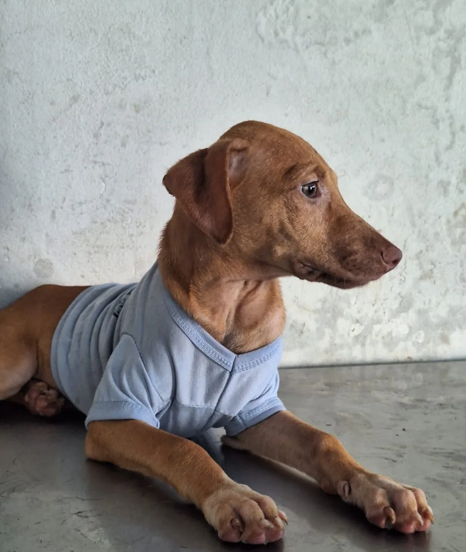 Milo, fotografía 2