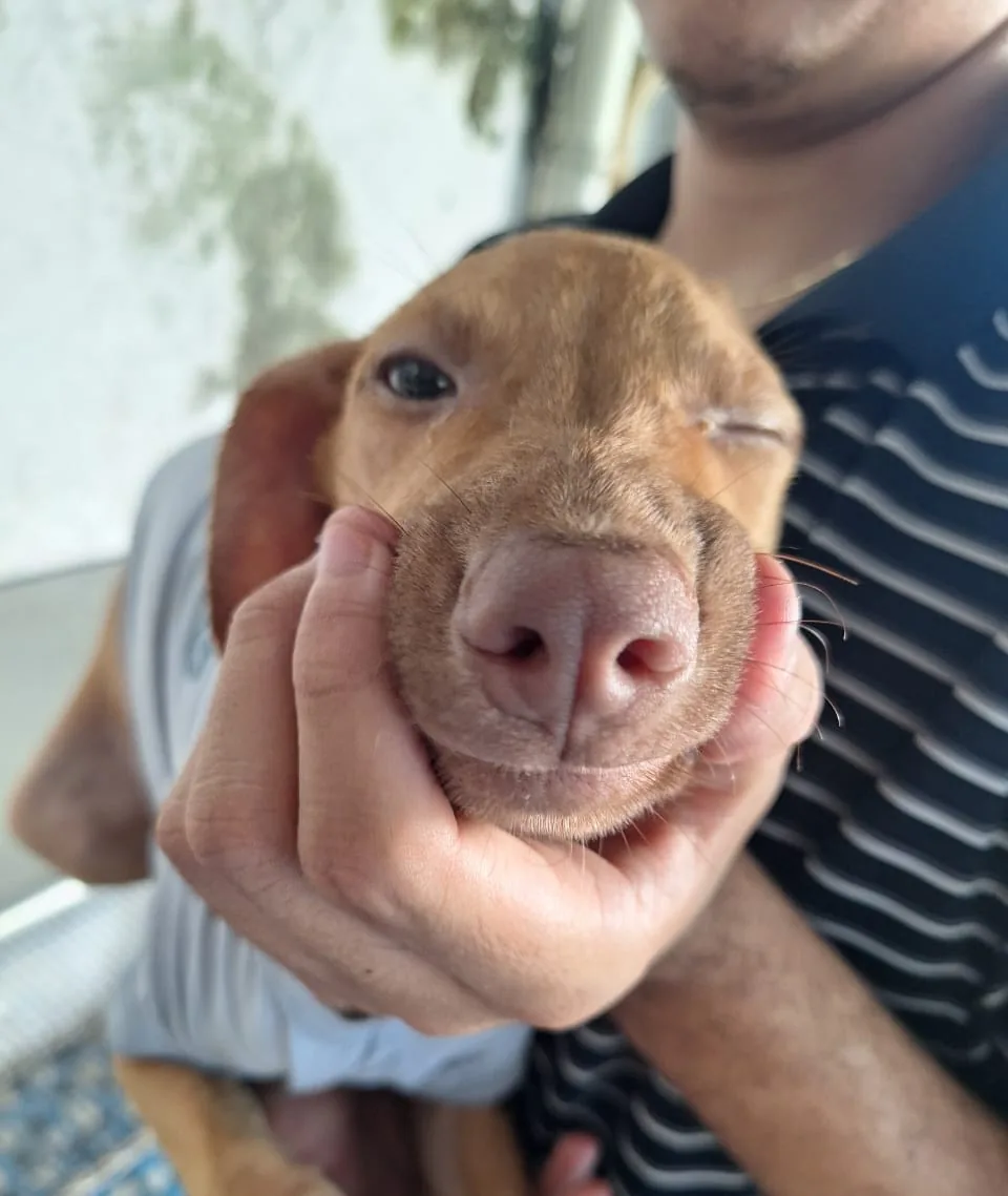 Milo, fotografía 3