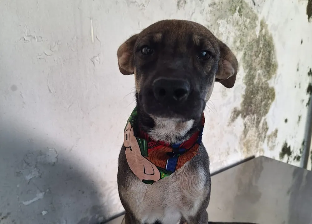 Nico, cachorro disponible para adopción responsable en Paraíso 503