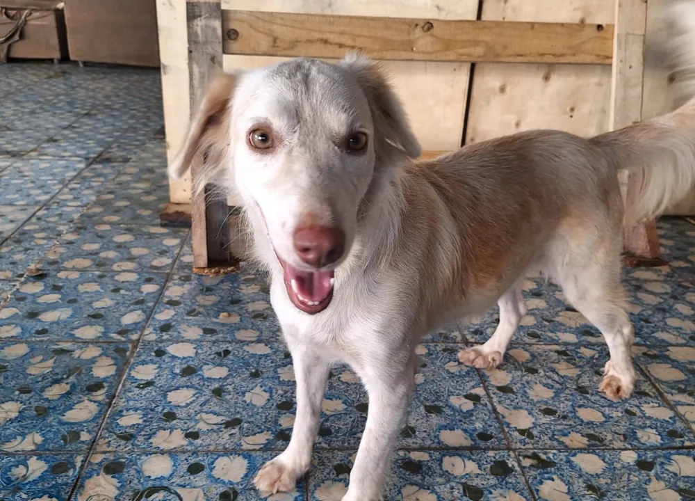 Nina, perrita adulta esterilizada disponible para adopción responsable en Paraíso 503