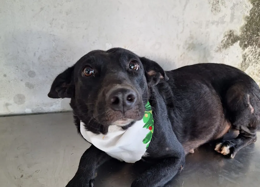 Olivia, perrita adulta esterilizada disponible para adopción responsable en Paraíso 503