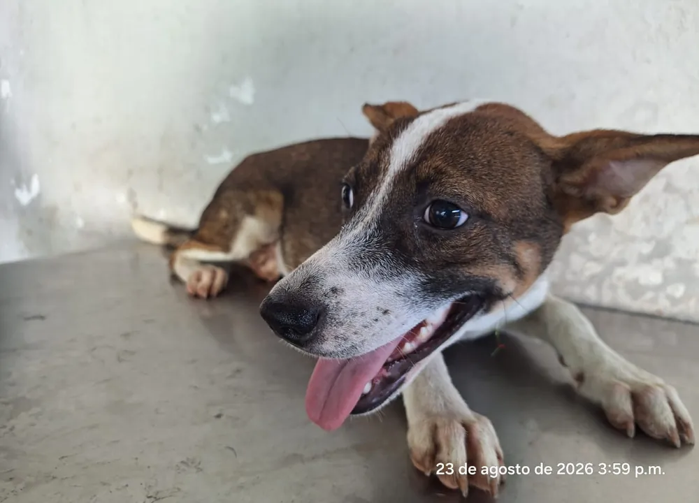 Pecas, cachorro disponible para adopción responsable en Paraíso 503