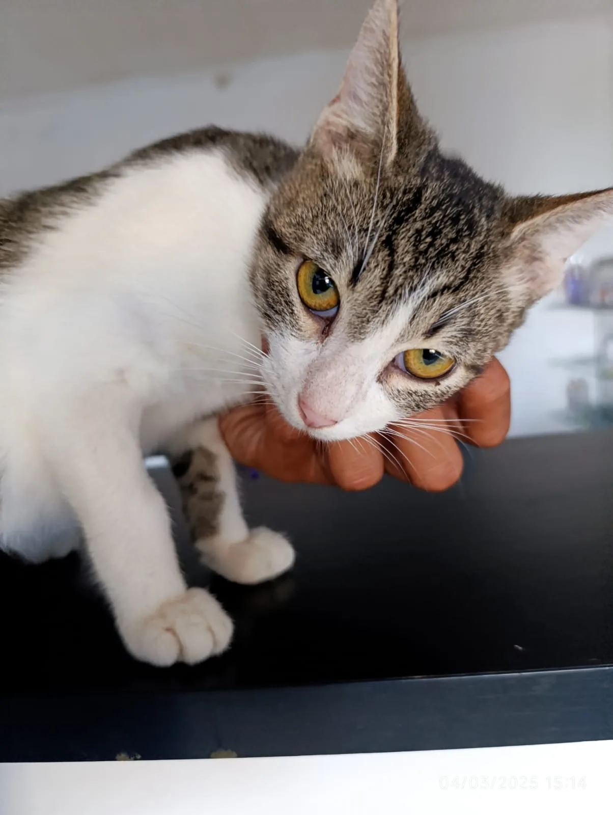 Gato rescatado de Paraíso 503