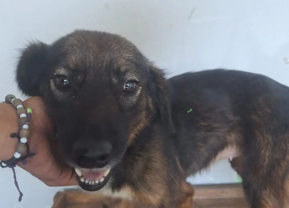 Princesa, perrita adulta esterilizada disponible para adopción responsable en Paraíso 503