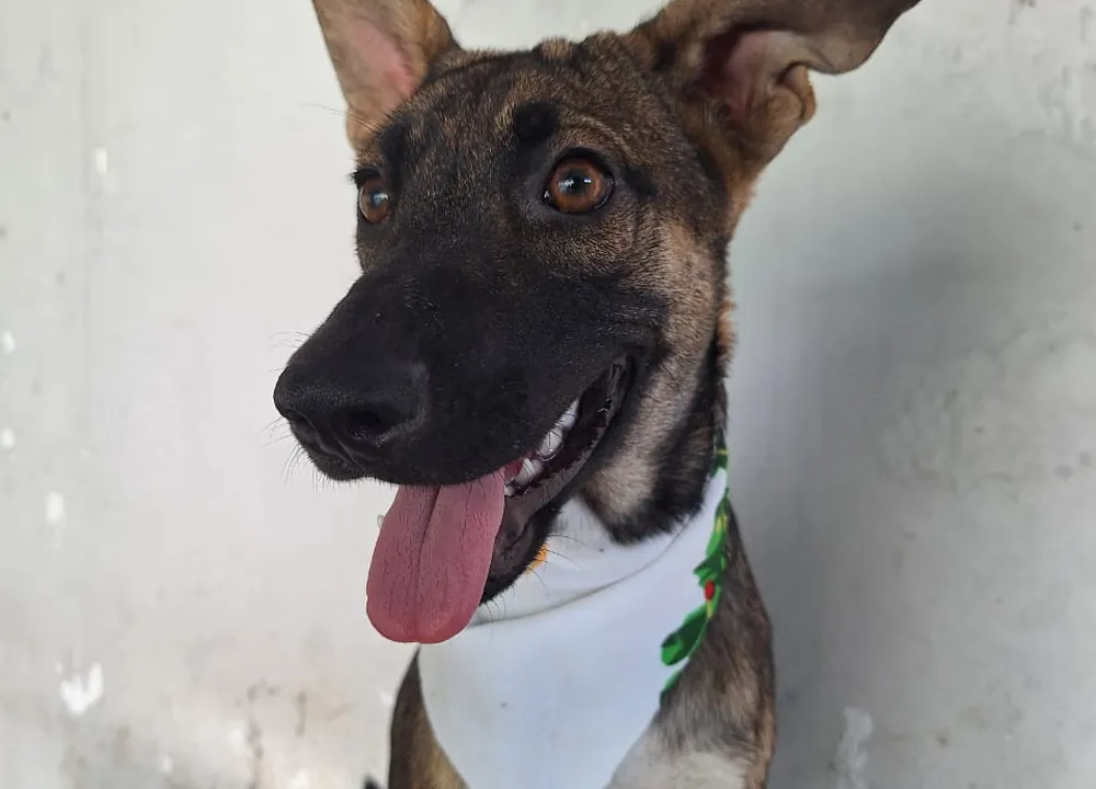 Roma, cachorra disponible para adopción responsable en Paraíso 503