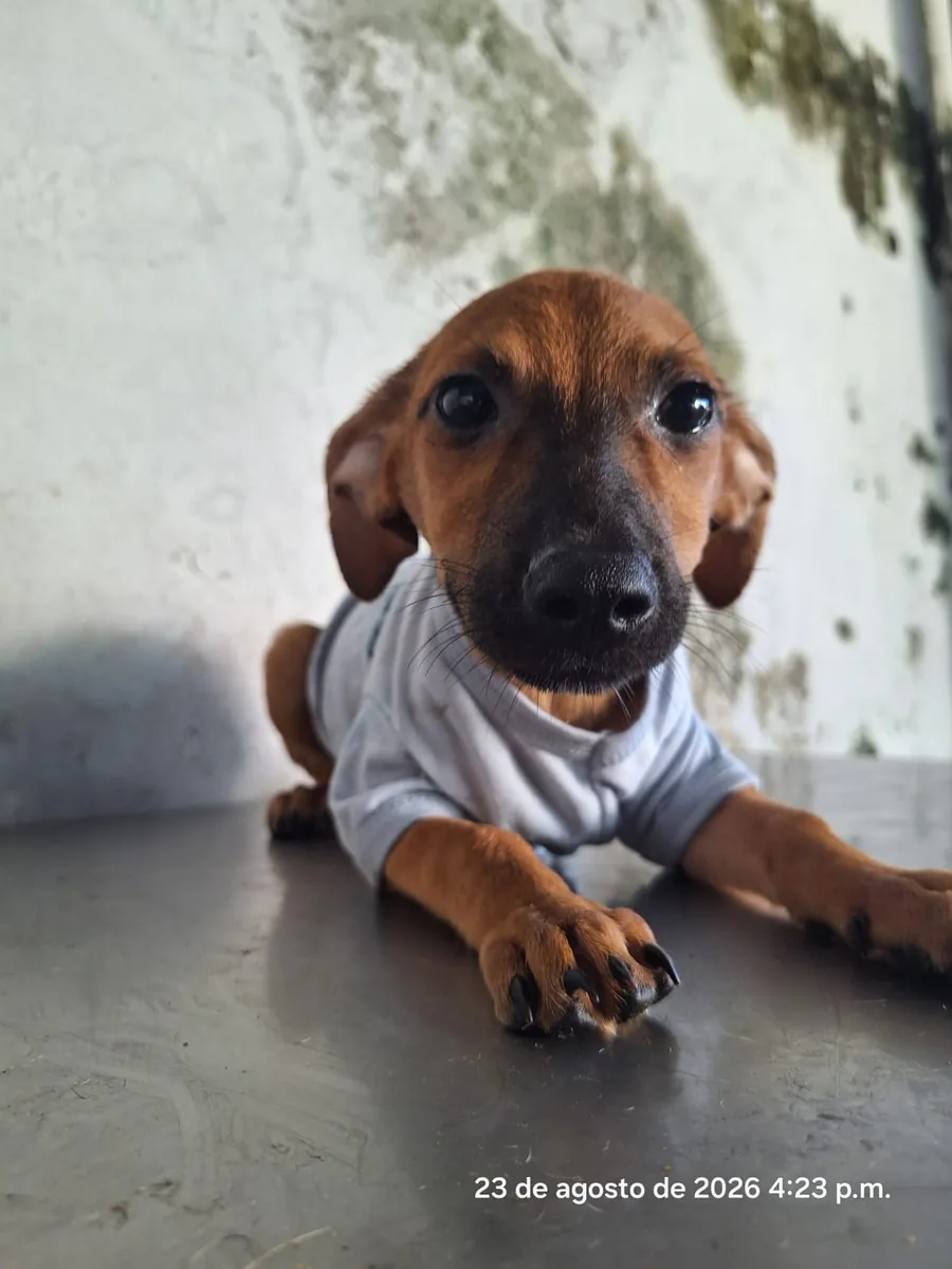 Teo, cachorro disponible para adopción responsable en Paraíso 503