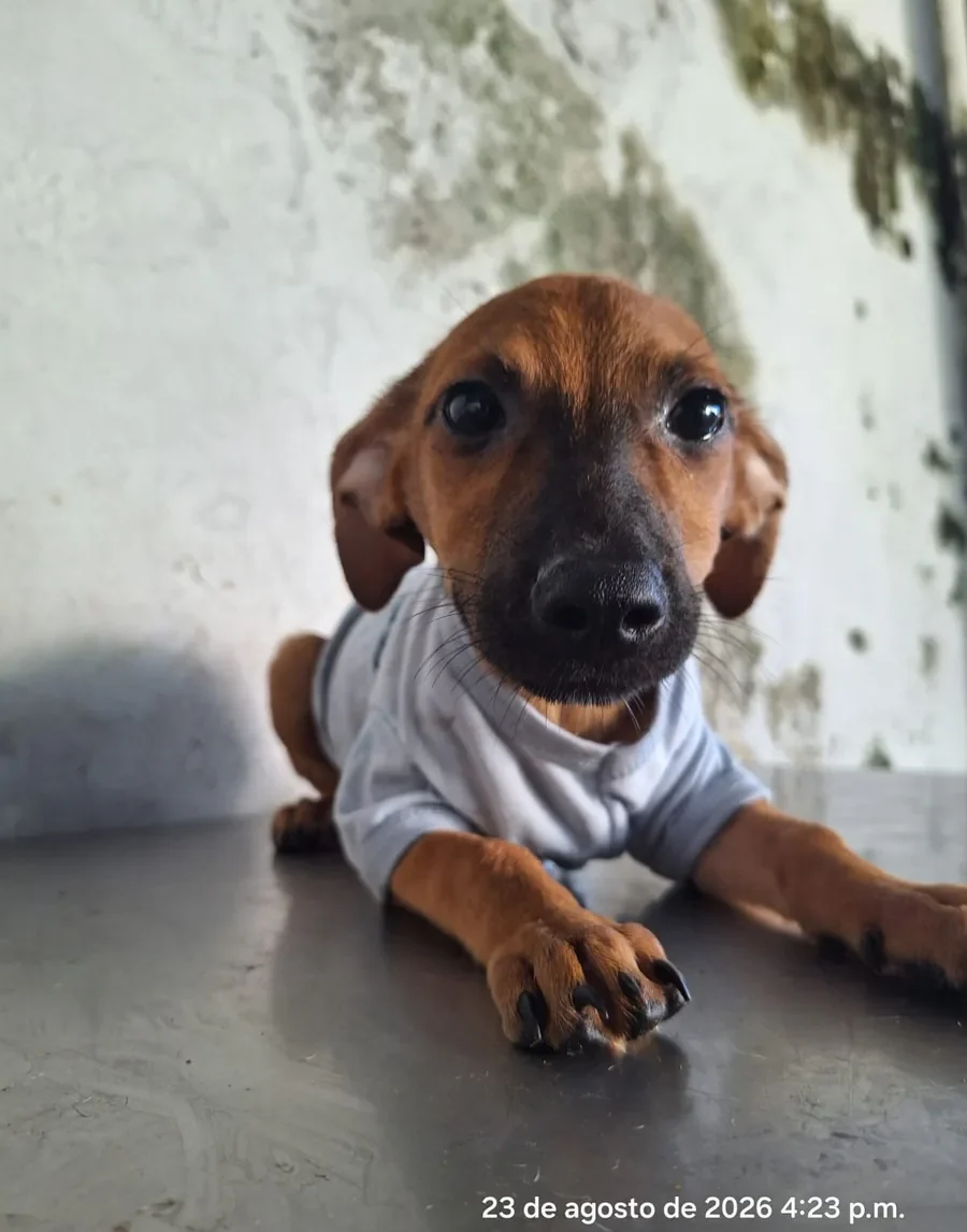 Teo, fotografía 1