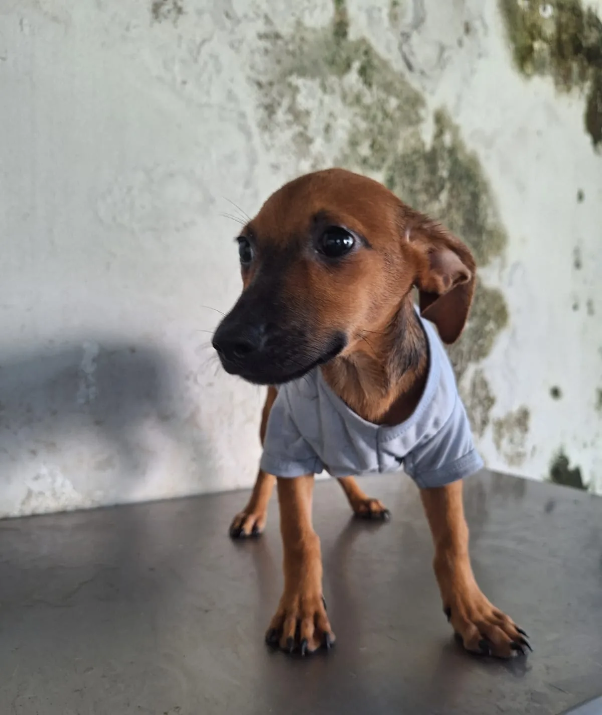 Teo, fotografía 2