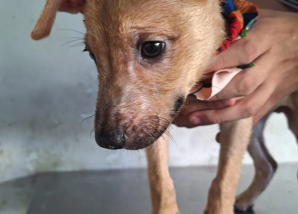 Toby, cachorro disponible para adopción responsable en Paraíso 503