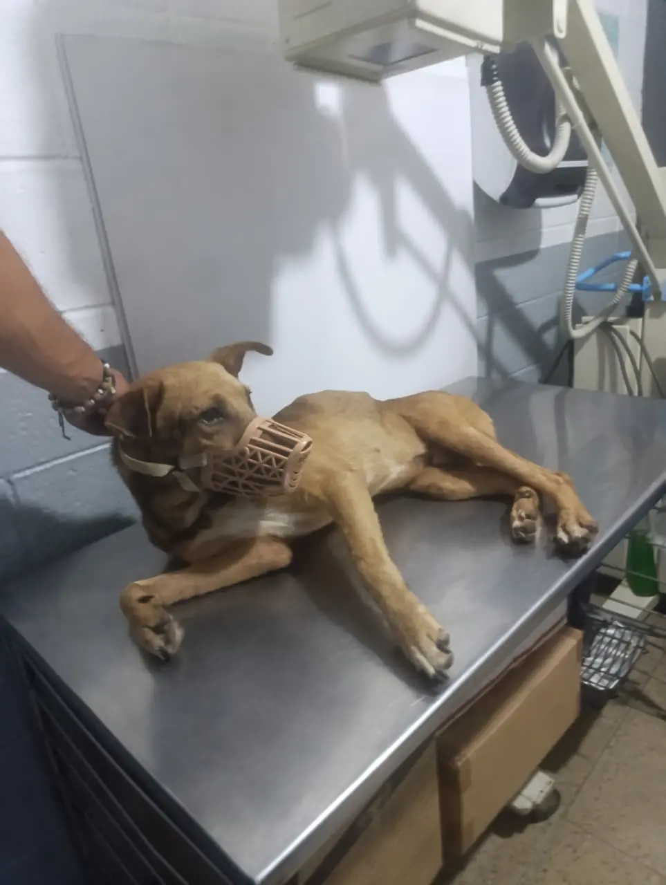 Cuto durante la realización de sus estudios veterinarios