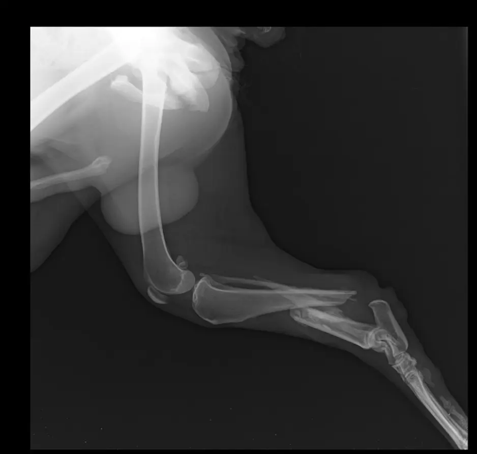 Radiografía de la pata lesionada de Cuto