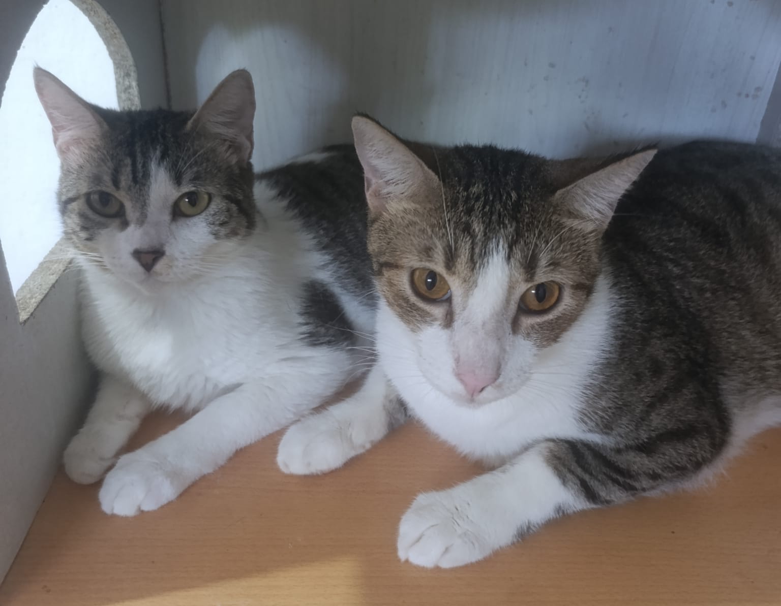 Gatitos que forman parte de Paraíso 503