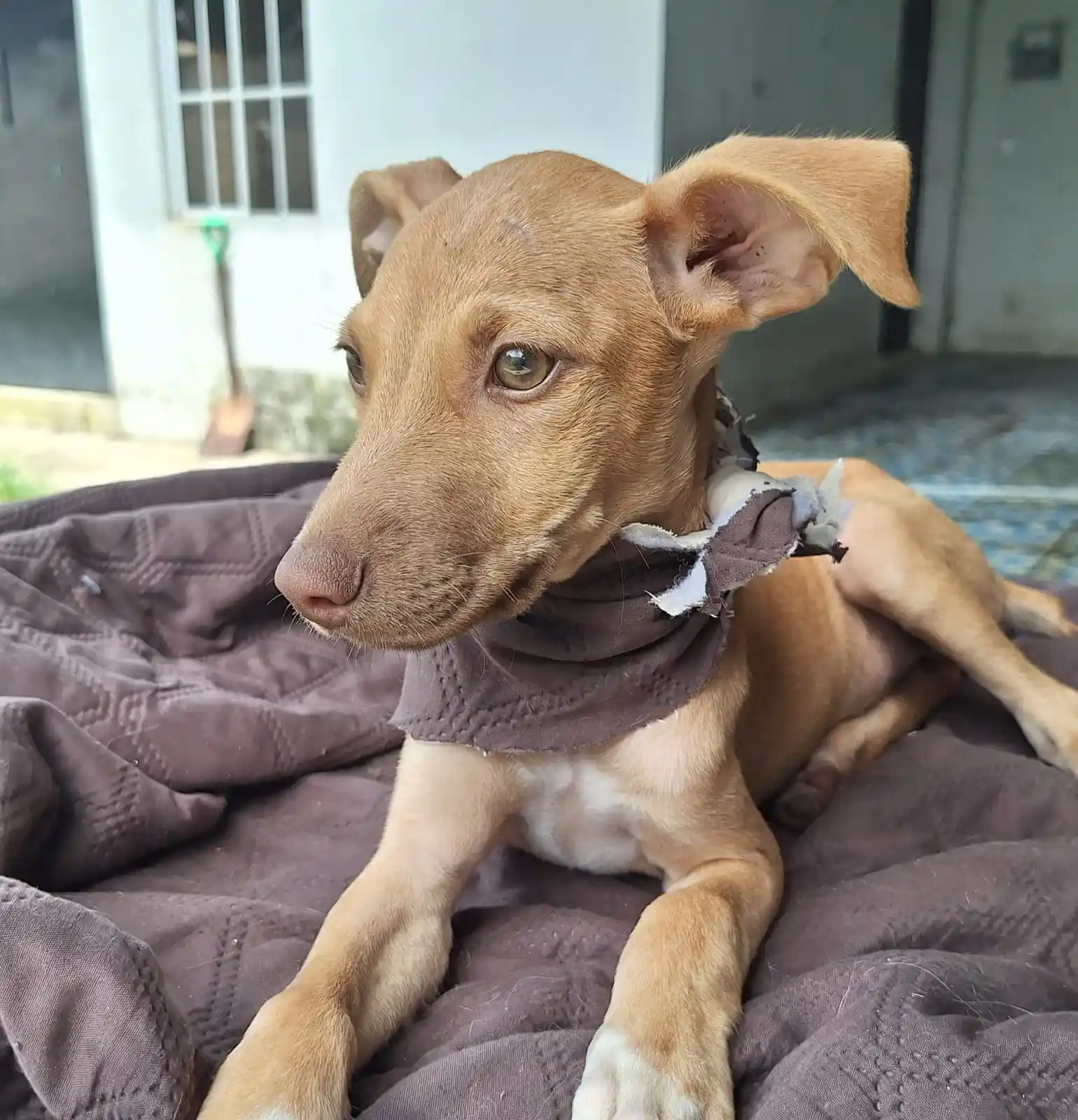 Trabajo de Adopciones Responsables