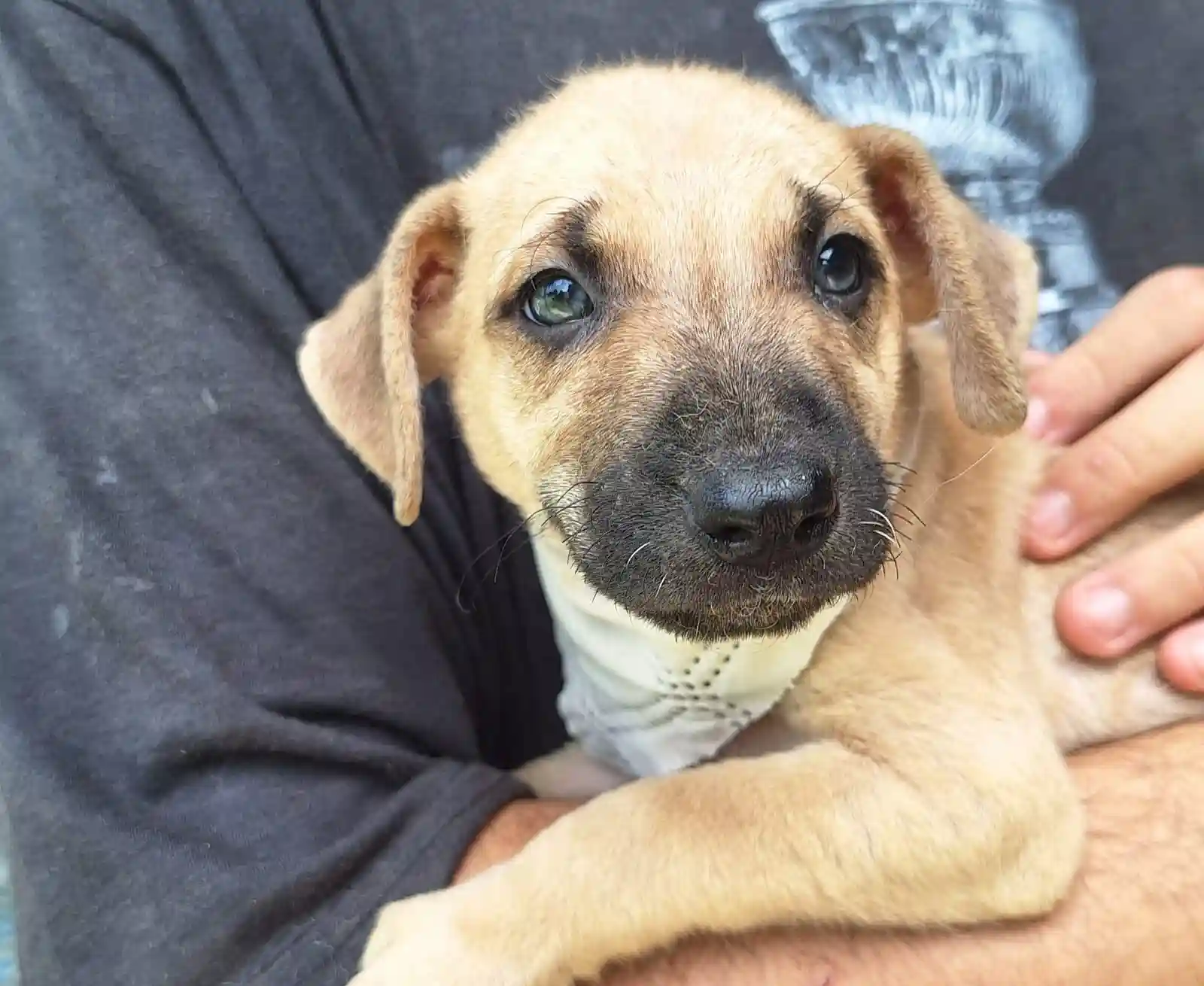 Apoyo al programa Adopciones Responsables de Paraíso 503
