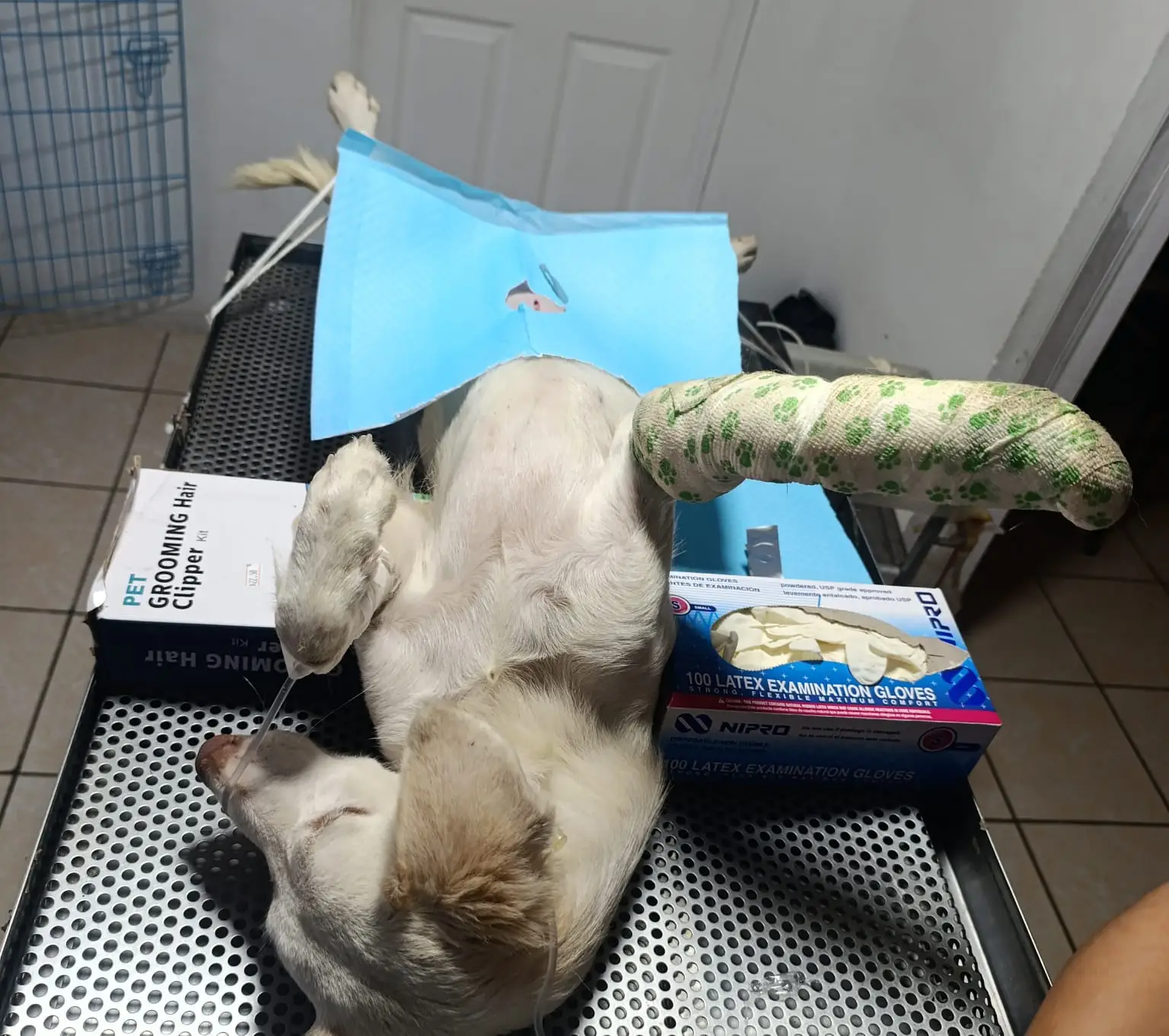 Esterilización en acción