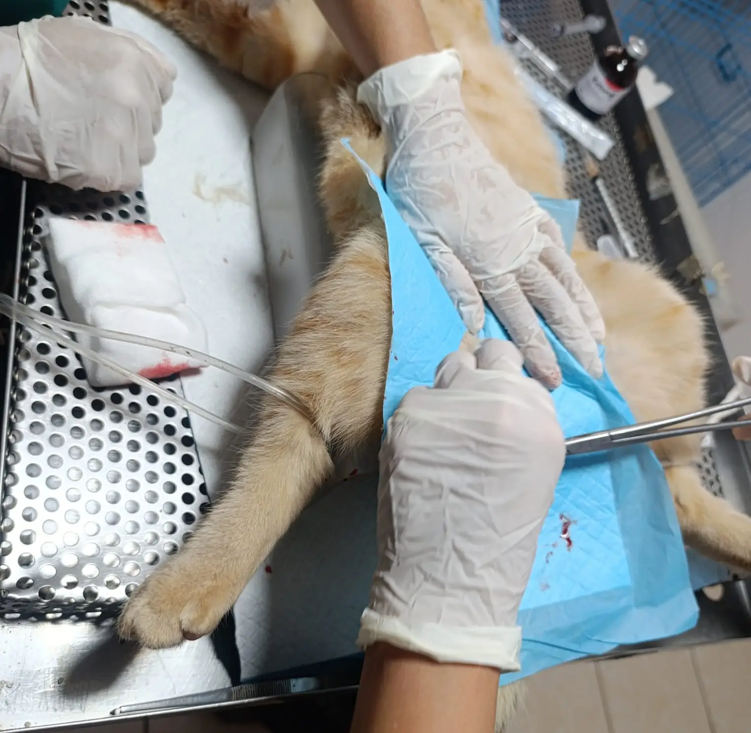 Trabajo de Esterilización