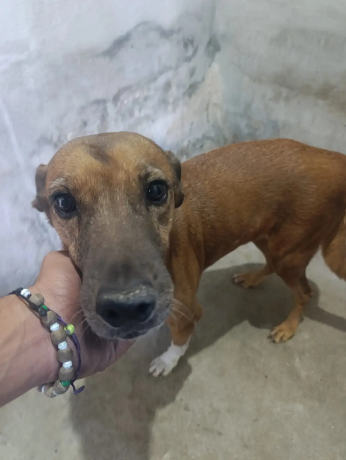 Historia de Canelita relacionada con Atención Veterinaria