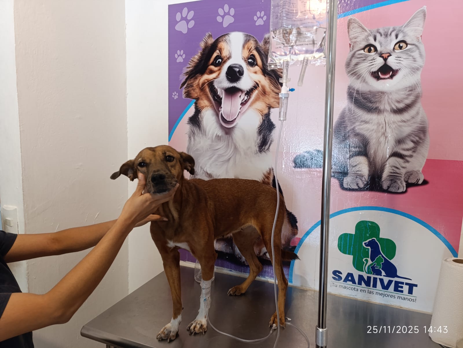 Canelita durante su atención veterinaria