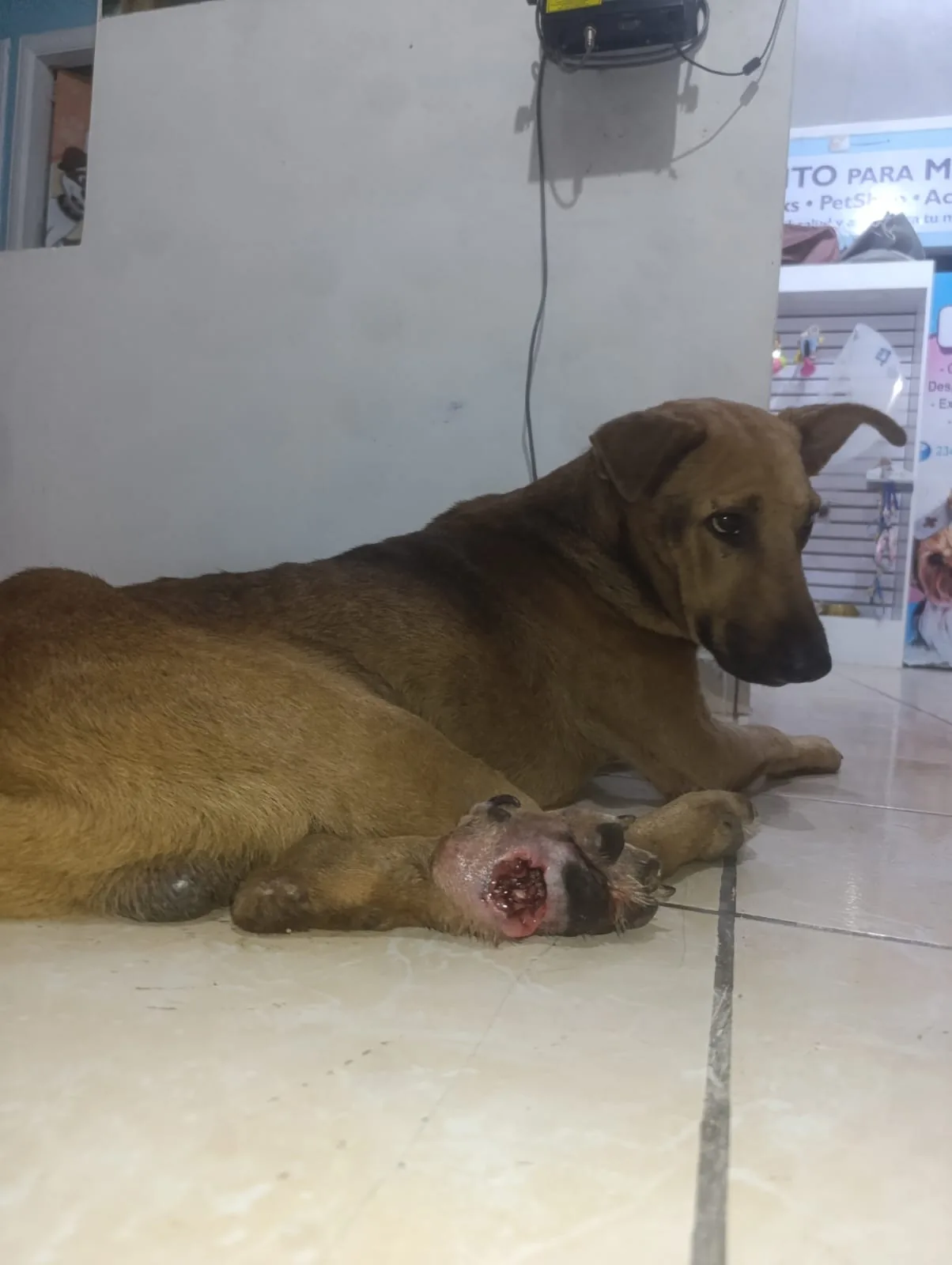 Cuto al llegar para recibir atención veterinaria