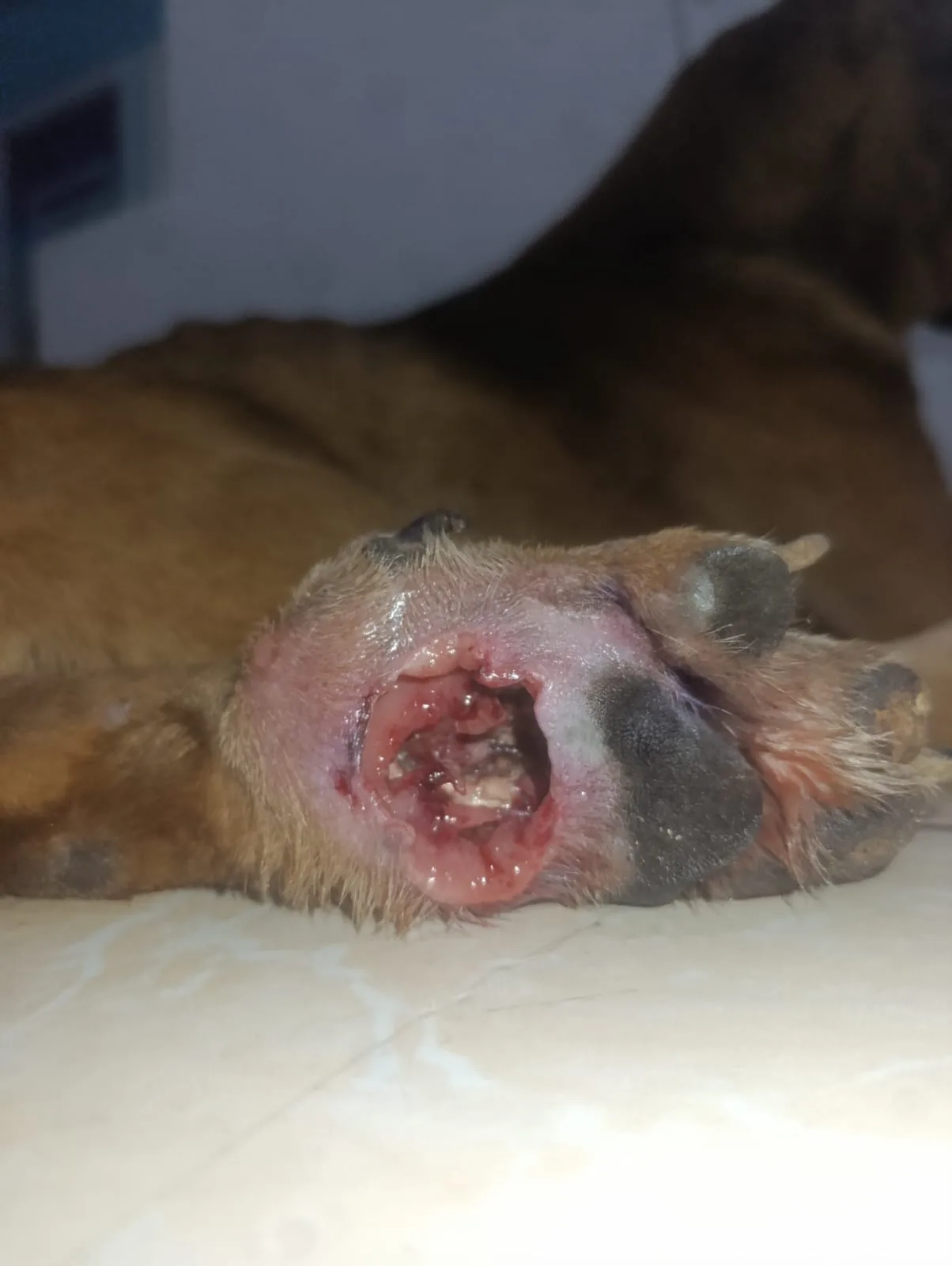 Detalle de la lesión que Cuto presentaba en una de sus patas