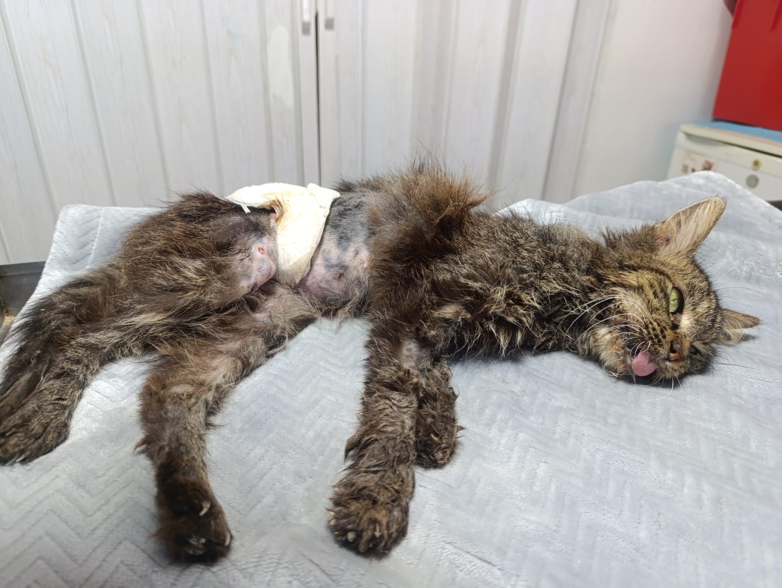 Emma durante su atención veterinaria