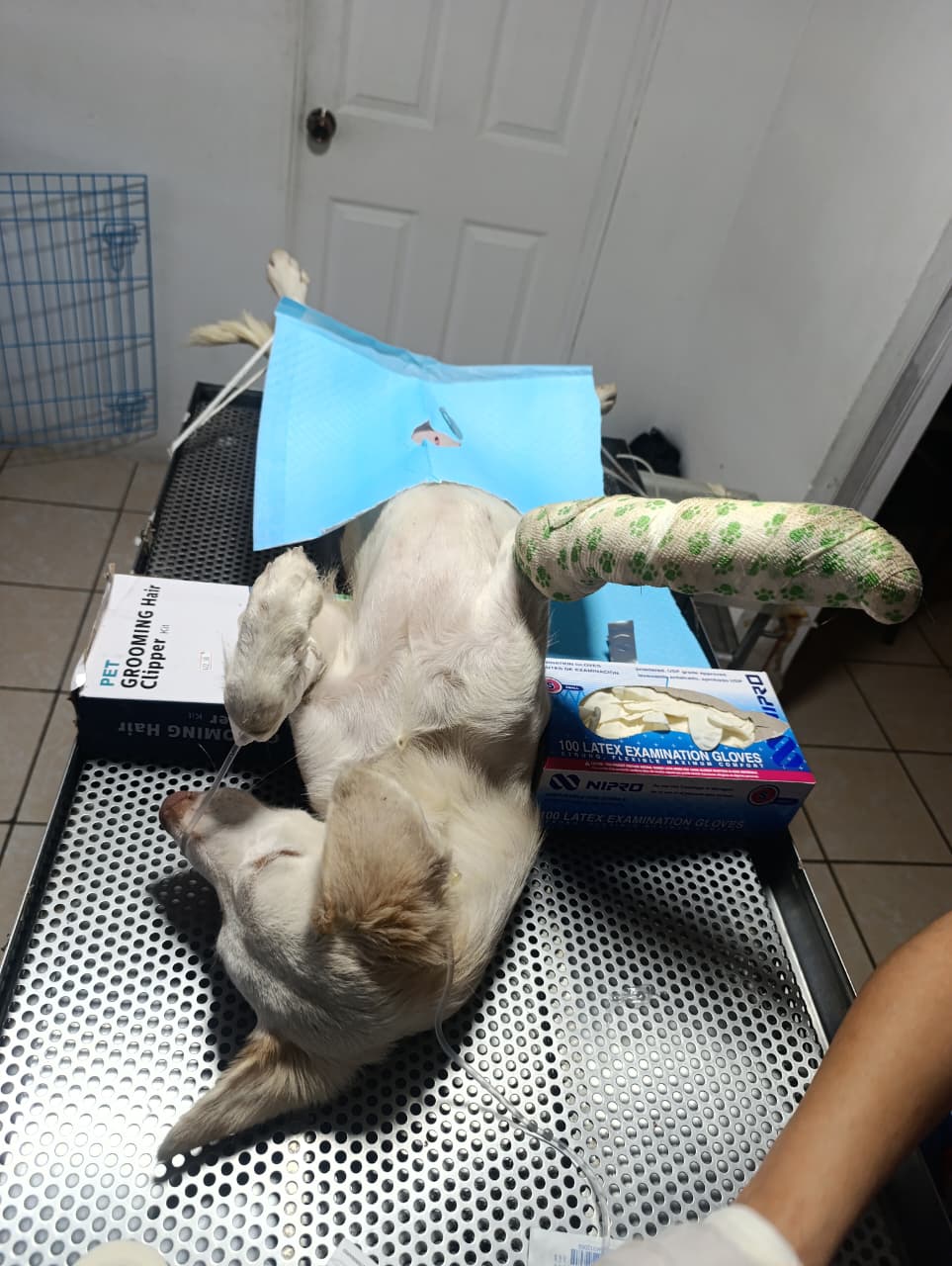 Nina durante sus cuidados