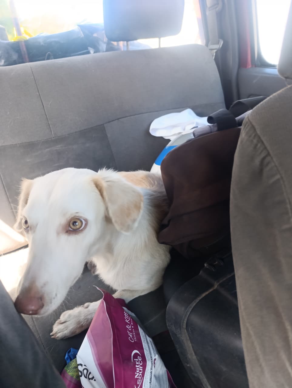 Nina durante su proceso de rescate