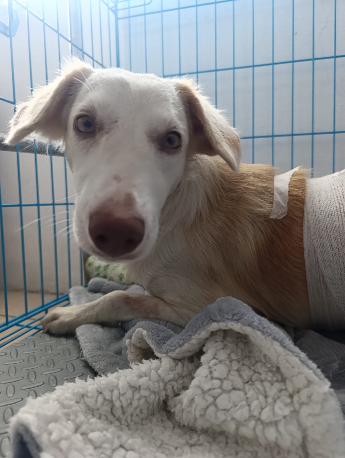 Nina durante su evaluación veterinaria