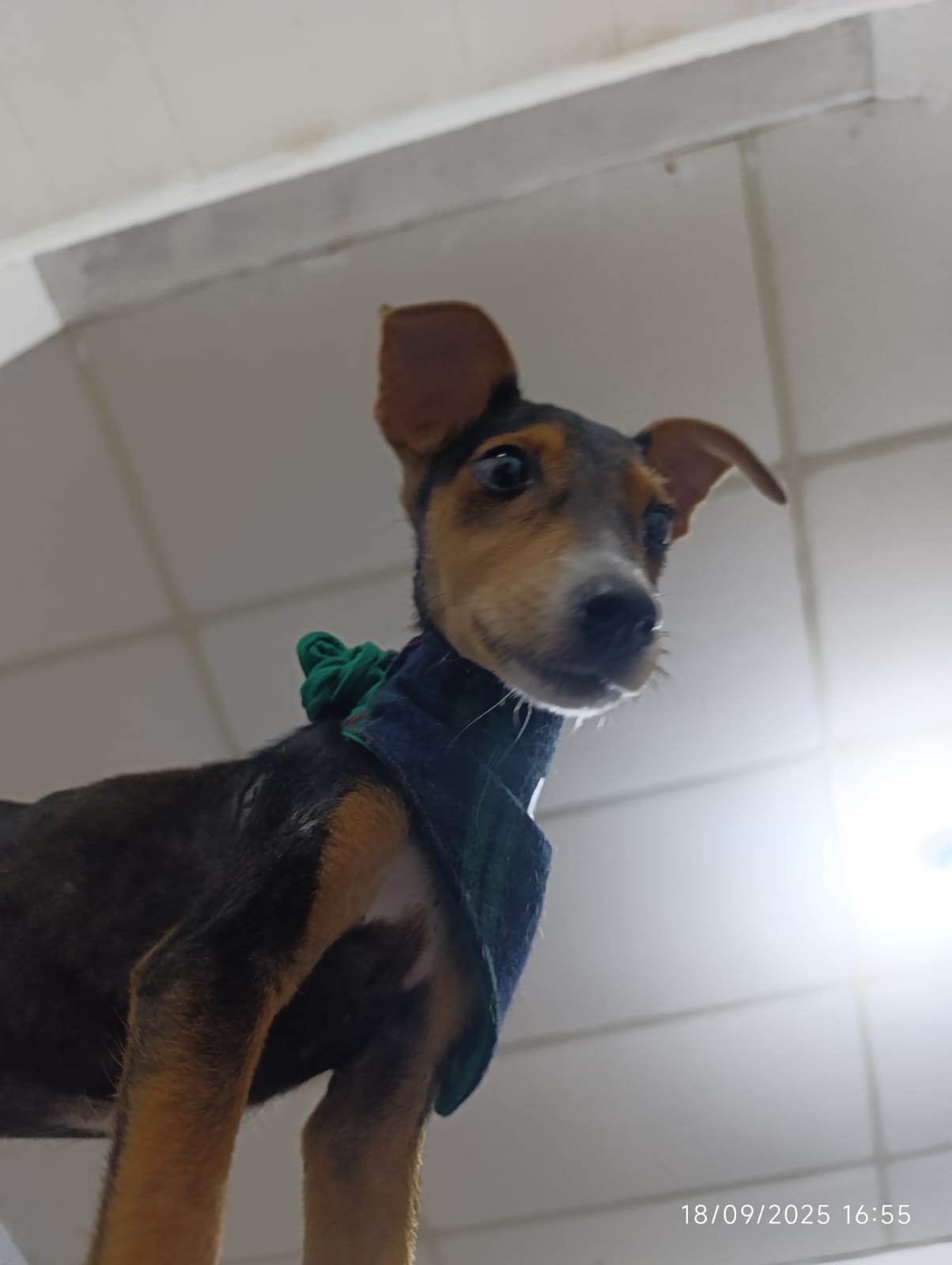 Palomita durante su recuperación