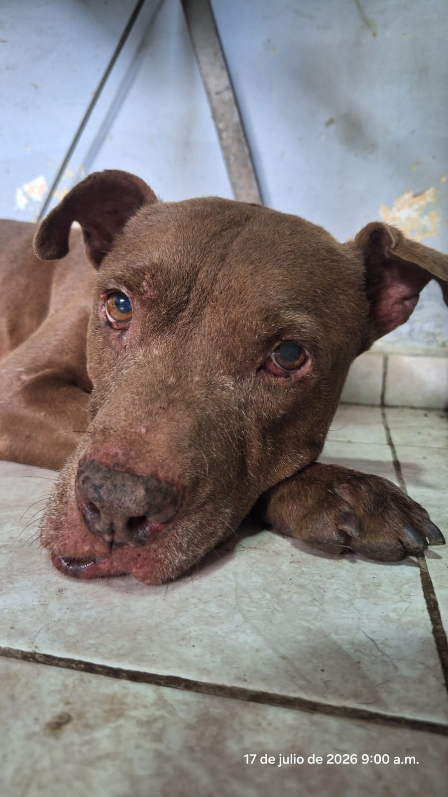 Toto durante su evaluación veterinaria