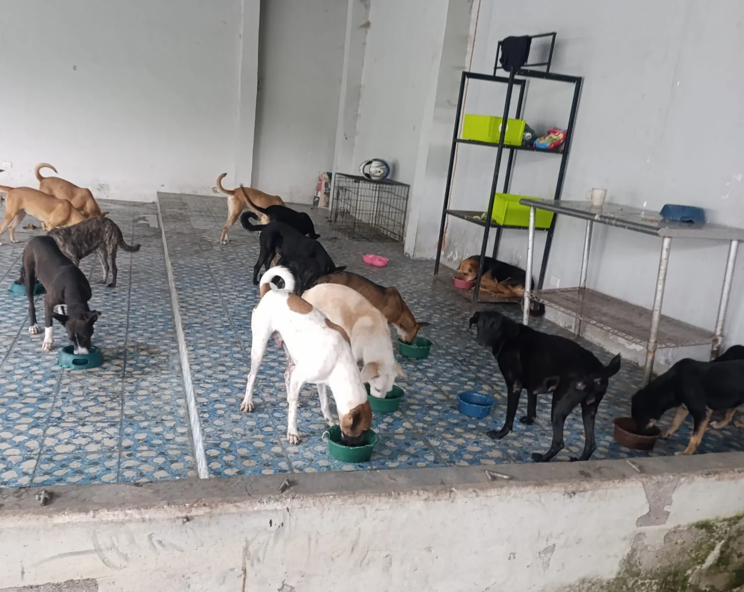Perritos de Paraíso 503 comiendo sus raciones