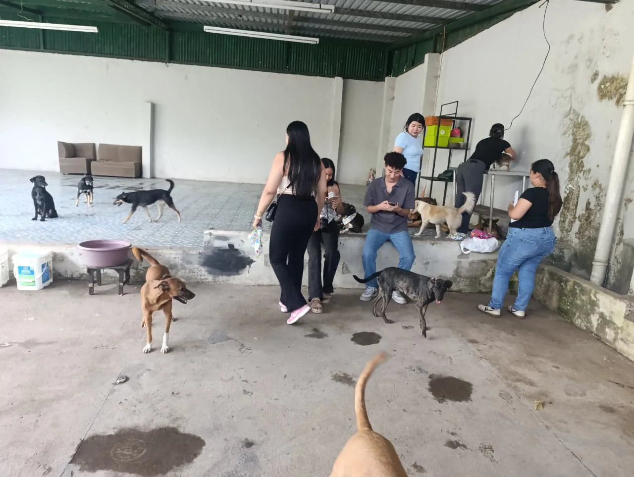 Visitantes compartiendo con los perritos de Paraíso 503