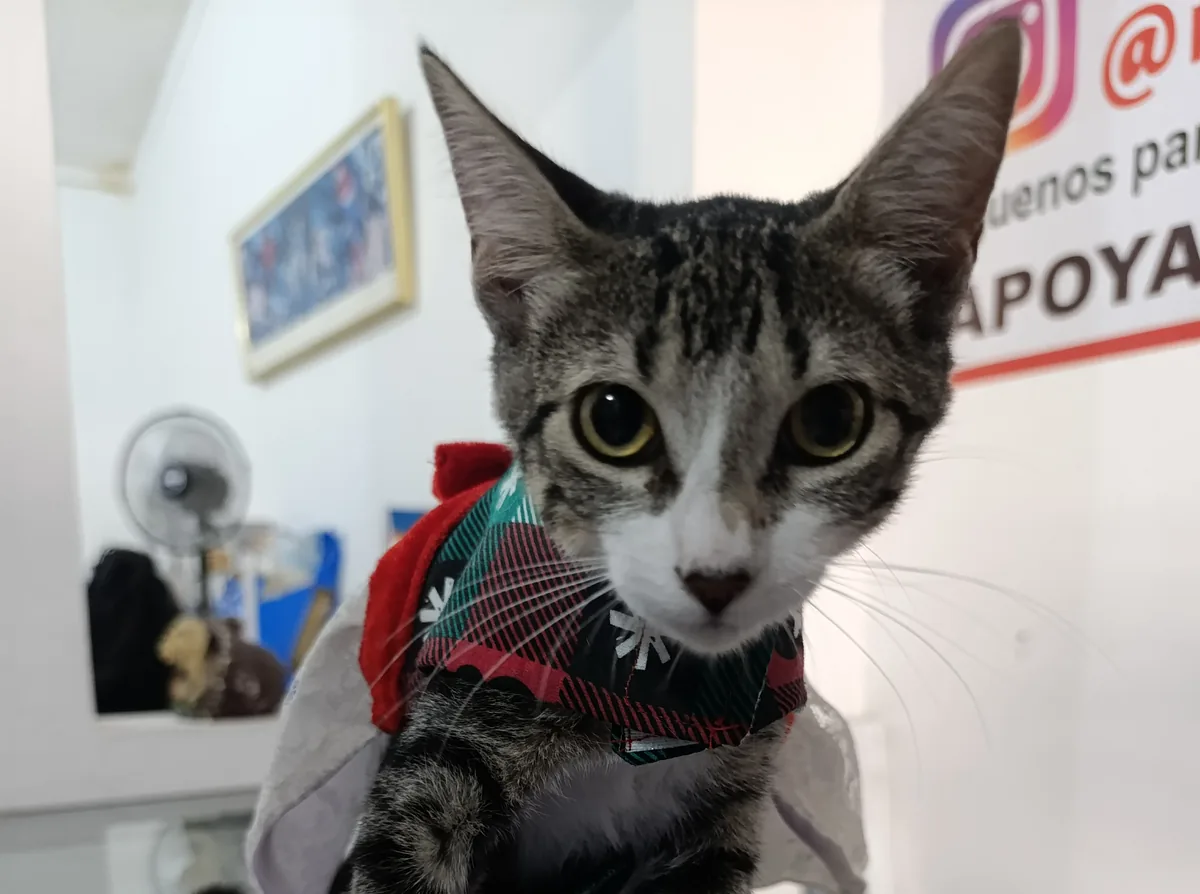 Animalito del programa de Adopciones Responsables de Paraíso 503