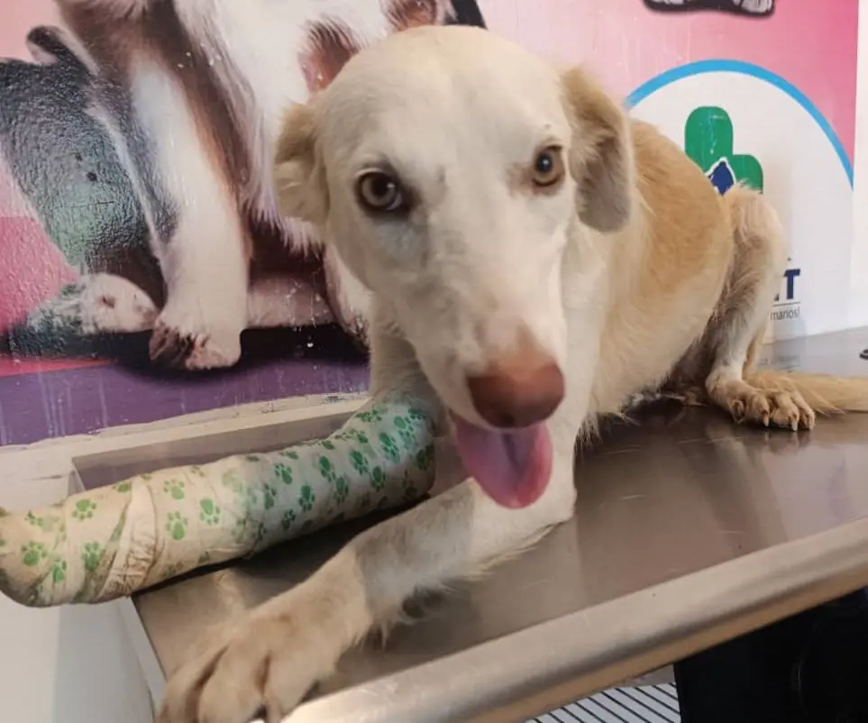 Animalito recibiendo atención veterinaria con apoyo de Paraíso 503