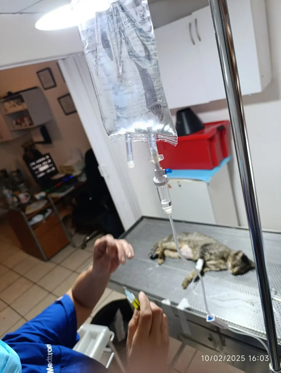 Atención del programa de esterilización de Paraíso 503