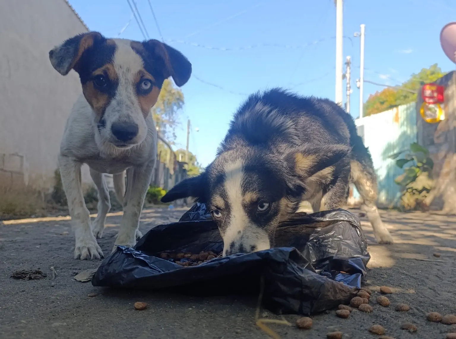 Perrito de Paraíso 503