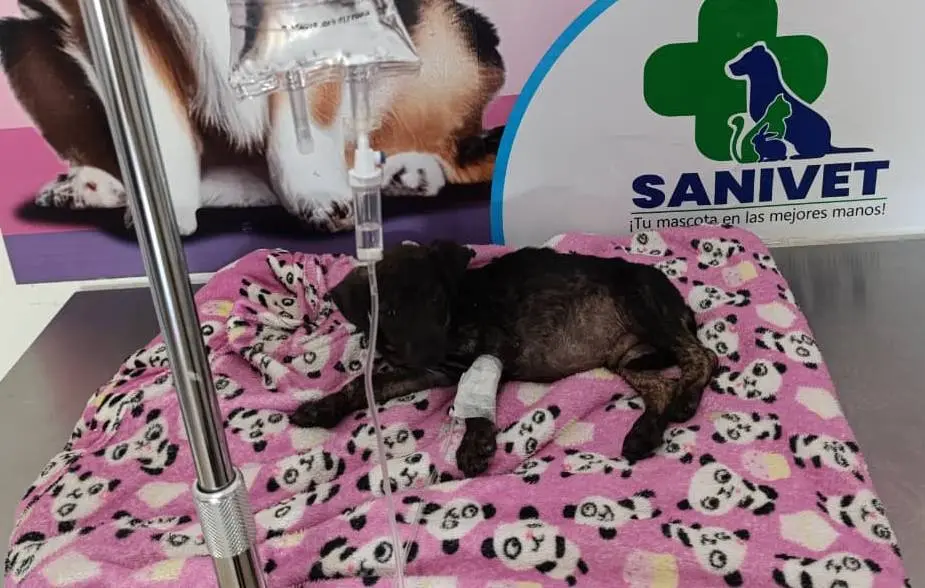 Animalito en rehabilitación y recuperación con Paraíso 503