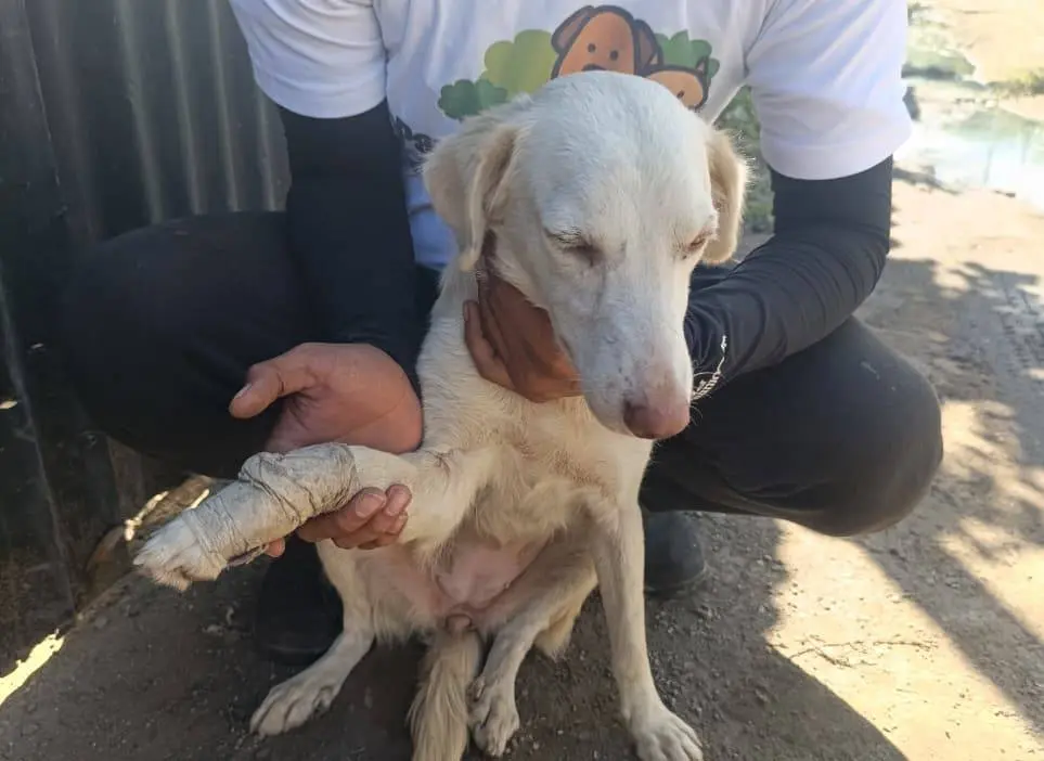Animalito atendido durante un rescate de emergencia de Paraíso 503